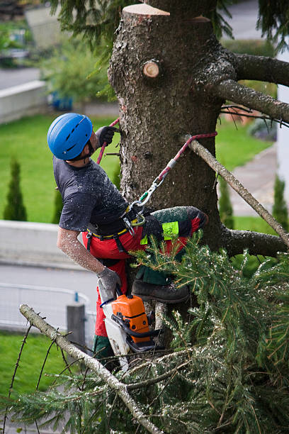 Best Tree Removal  in La Selva Beach, CA